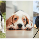 A Guide to Small Dog Breeds: Perfect for Apartments