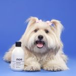 <strong>Moe Puppy Launches Xtra Nourish Pet Shampoo Enriched with Dead Sea Salt and Essential Oils for Pet Owners</strong>