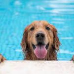 How to Keep Your Dog Safe in a Swimming Pool
