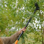 Transform Your Garden with Expert Tree Pruning Services
