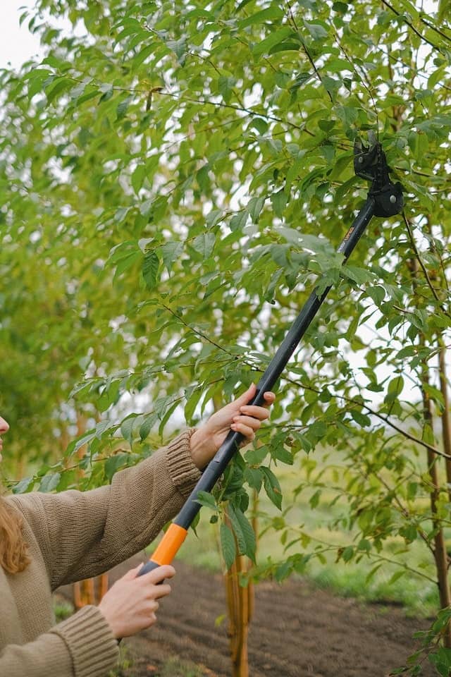 tree pruning services