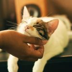 Benefits of Pet Insurance for Cat Owners