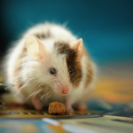 How To Spot Pests And Rodents In Your Home