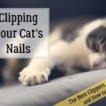 How to Trim Your Cat’s Nails Without Getting Scratched: Expert Tips and Tricks