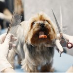 Why Hire A Mobile Dog Grooming Service In Miami?