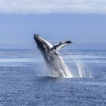 Whale Watching Tours In Gloucester Massachusetts