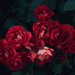 The History and Symbolism of the Timeless Rose