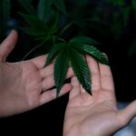 After Three Months Of Medical Marijuana Use, Study Reports Quality Of Life And Reduced Anxiety In Patients 