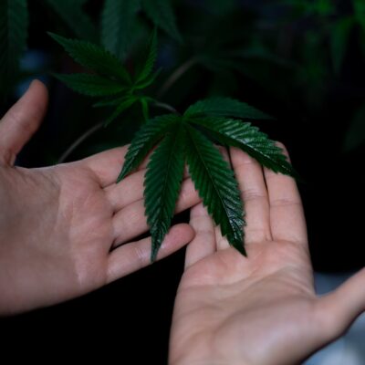 online-cannabis-dispensary-1-1