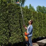 Trimming Trees in Seattle: Expert Advice for Urban Arborists
