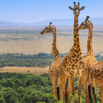 Unveiling the Enchantment of Masai Mara Holidays