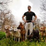 Six Tips For Finding A Dog Trainer In Syracuse NY