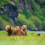 Alaska Bear Tours: What Makes It a Must-Visit for Nature Enthusiasts