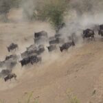 The Spectacle of Nature: Understanding the Wildebeest Migration
