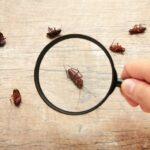 Uninvited Guests: Tackling Common Household Pest Problems