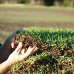 Understanding the Popularity of Sir Walter Buffalo turf