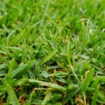 What Makes Sir Walter Buffalo Grass So Sort After In Australia?