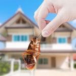 Uninvited Guests: Effective Strategies for a Bug-Free Home