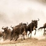Wildebeest Migration in East Africa, What You Need To Know