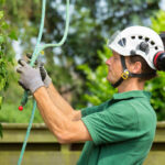 Top 5 Reasons to Hire a Professional Arborist for Tree Removal