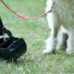 DIY vs. Professional Dog Poop Removal: What’s Best for Your Yard?