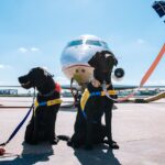 What To Expect When Moving Abroad With Your Pet