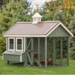 Everything You Need to Know About Chicken Coops