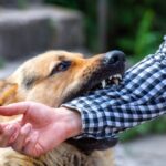 What Happens If Your Dog Bites Someone?