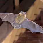 Why Do Bats Choose Attics? Understanding Their Behavior