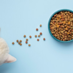 How To Transition Your Cat To A Dry Food Diet