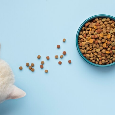 How to Transition Your Cat to a Dry Food Diet