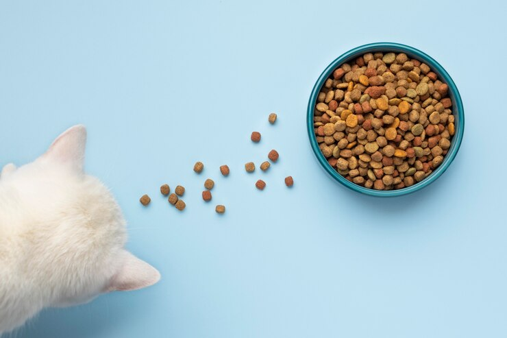 How to Transition Your Cat to a Dry Food Diet