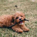 Tips To Choose The Right Cavoodle Pet For Your Lifestyle And Environment