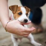 Treating Animal Bites: First Aid Tips