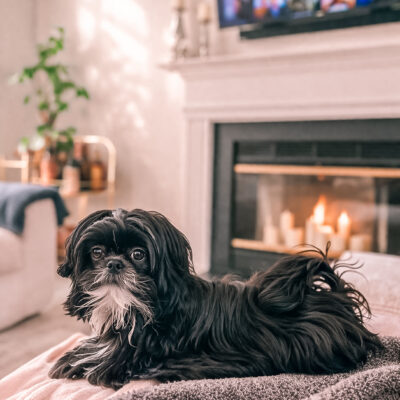 Small black puppy resting on a blanket in a cozy living room with a fireplace.