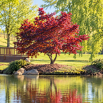 The Tree That Watched My Son Grow Up